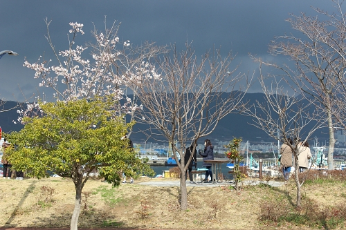 속천항 바닷가 앞 벚나무, 흐린 날씨에 홀로 피어있는 벚나무 앞으로 관광객들이 붐빈다.