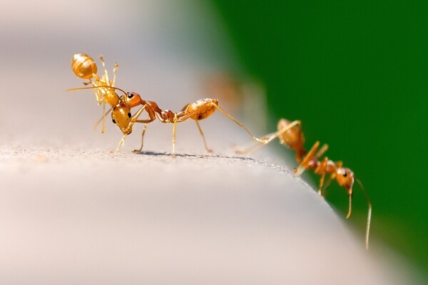 ▲협동하는 개미/ 출처: pixabay