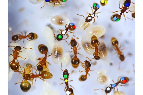 ▲개미에 페인트로 작은 점들을 표시함으로써 연구팀은 개미들이 2주 동안 무엇을 하는지 조사할 수 있었다./ 출처: PHYS ORG